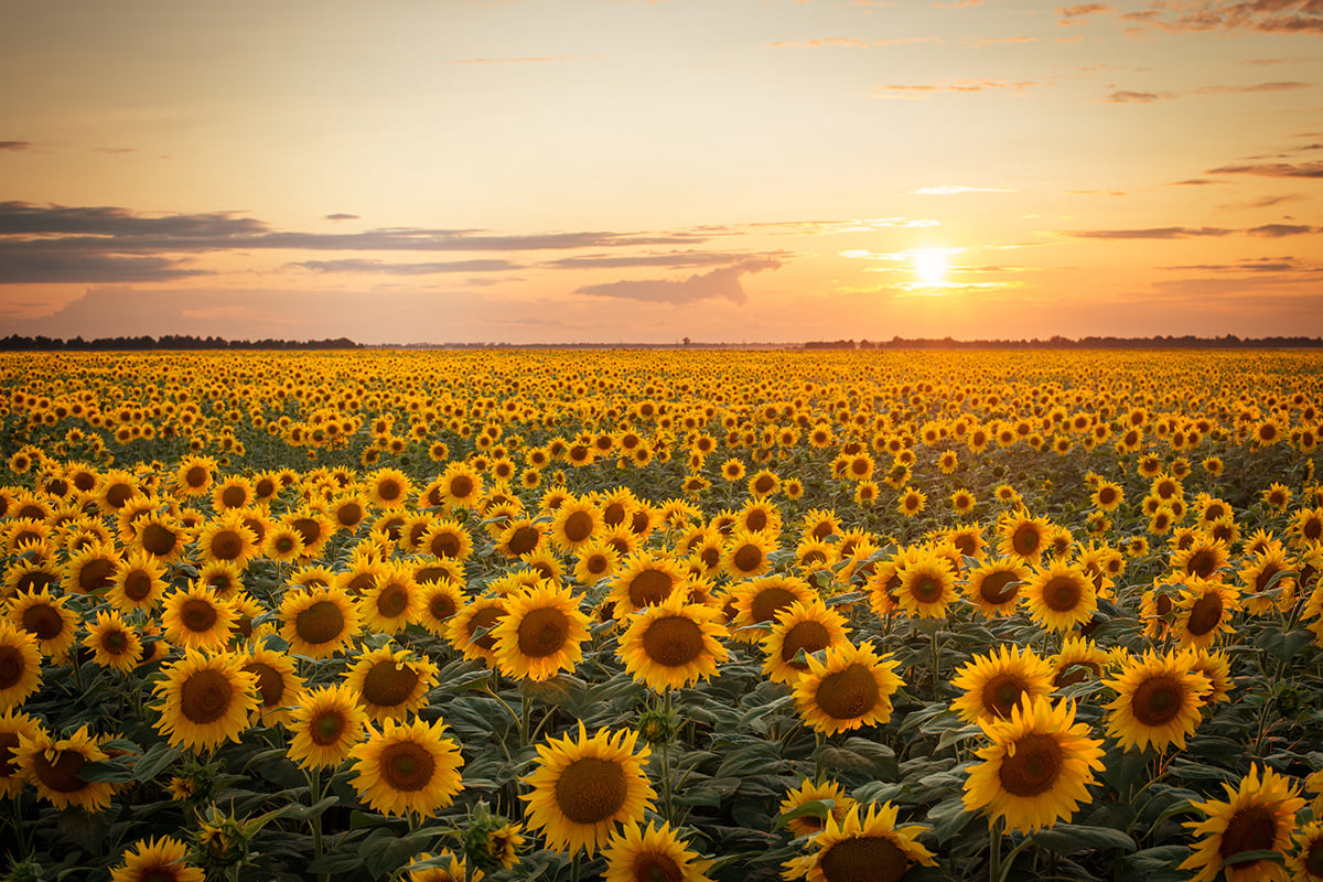 Sunset over a sunflower field