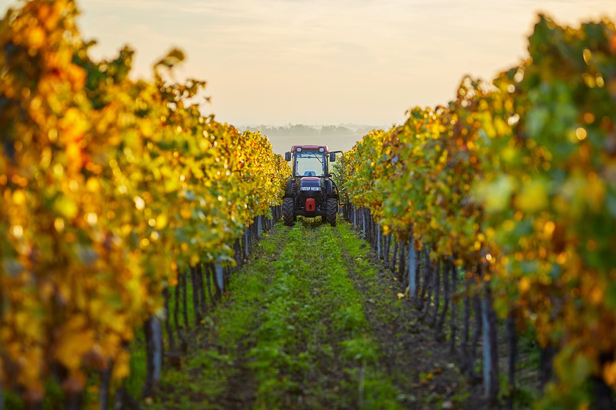 A tractor in a vineyard