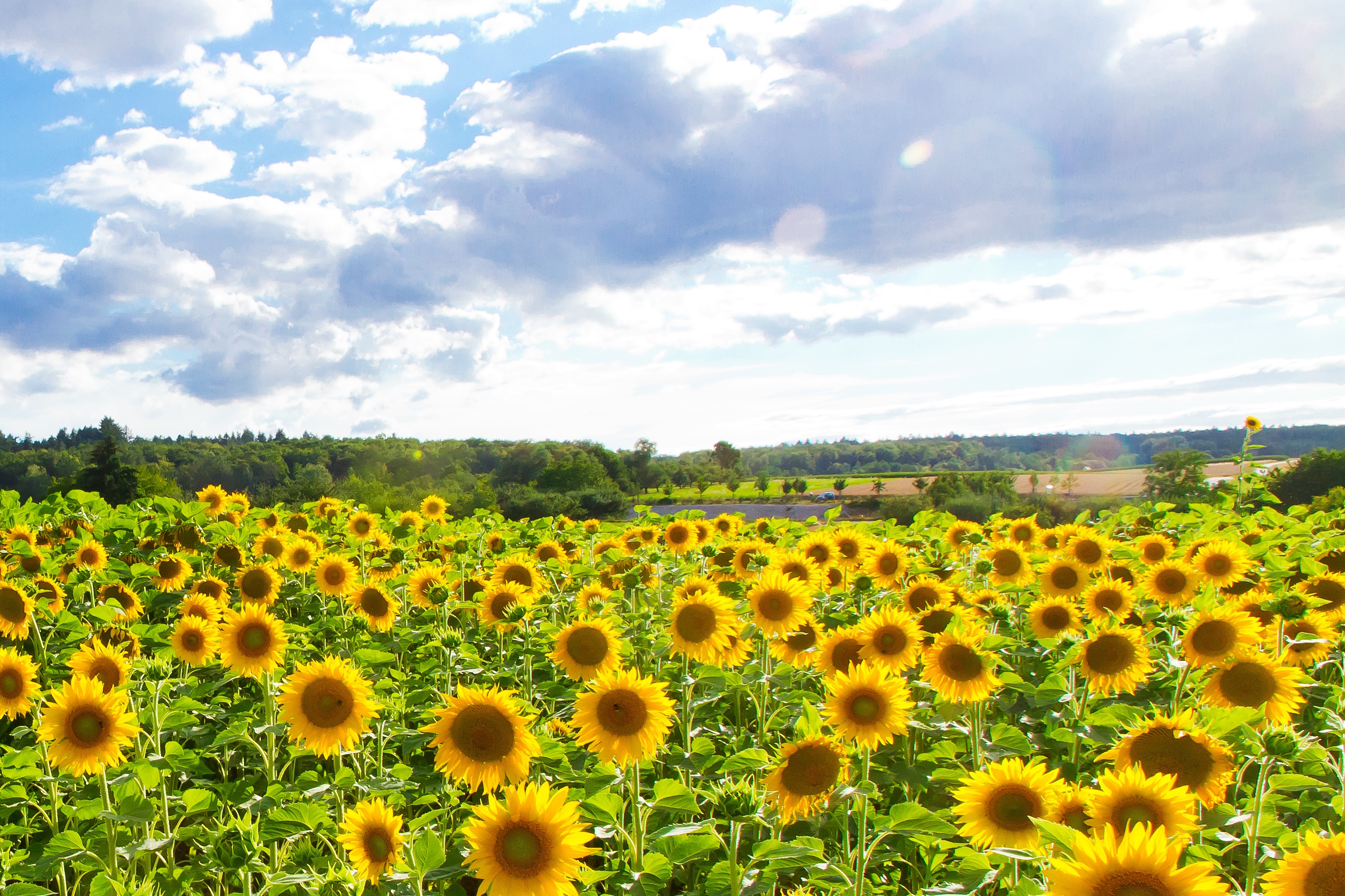 Field of sunflowers for the production of biodiesel, using potassium hydroxide solid